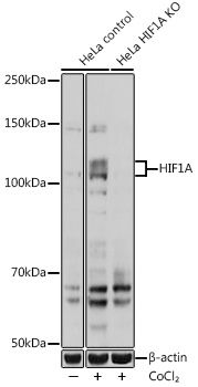 Western blot