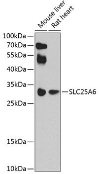 Western blot