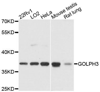 Western blot - GOLPH3 antibody (144-60200)