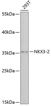 Western blot