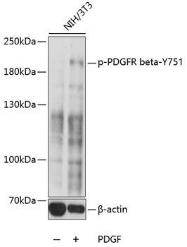 Western blot