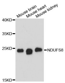 Western blot - NDUFS8 antibody (144-013034)