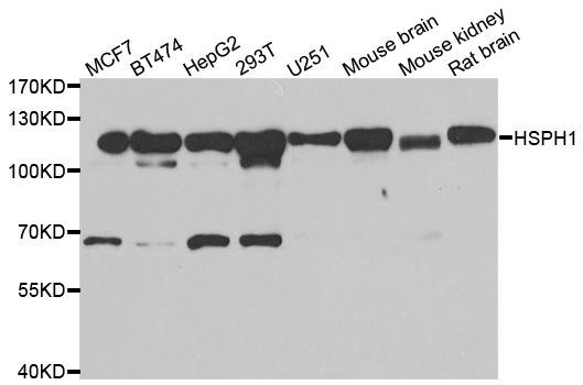 Western blot - HSPH1 antibody (144-06622)