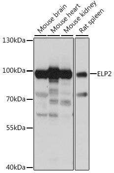 Western blot - ELP2 antibody (144-015857)