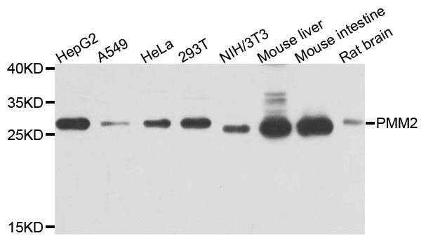 Western blot - PMM2 antibody (144-04026)