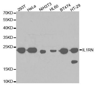 Western blot - IL1RN antibody (144-02088)