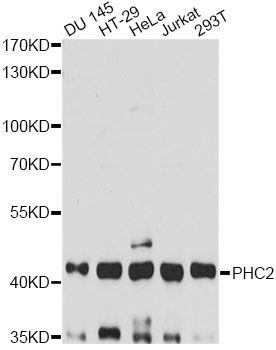 Western blot - PHC2 antibody (144-607250)