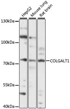 Western blot