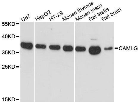 Western blot - CAMLG Polyclonal Antibody (144-60462)