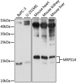 Western blot - MRPS14 antibody (144-015498)