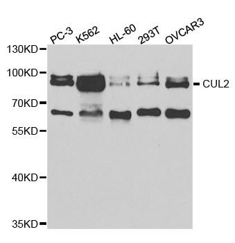 Western blot - CUL2 Polyclonal Antibody (144-05308)