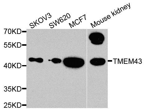 Western blot - TMEM43 antibody (144-08509)
