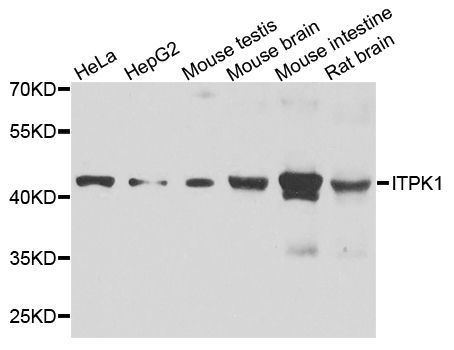 Western blot - ITPK1 antibody (144-08312)