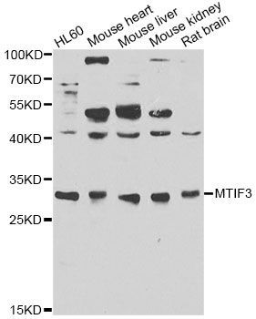 Western blot - MTIF3 antibody (144-12615)