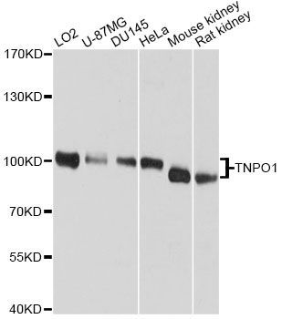 Western blot - TNPO1 antibody (144-09435)