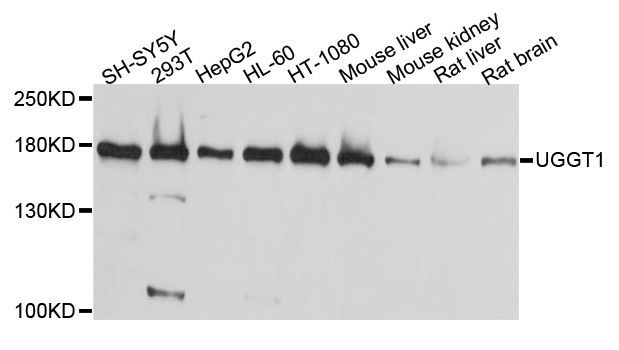 Western blot - UGGT1 antibody (144-04866)