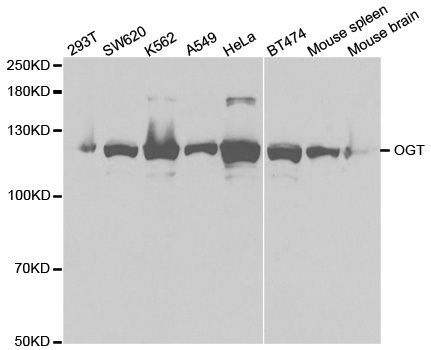 Western blot - OGT antibody (144-01990)