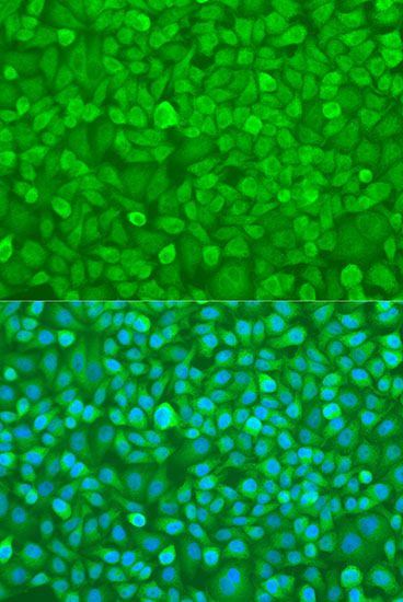 Immunofluorescence - YTHDF3 antibody (144-08395)