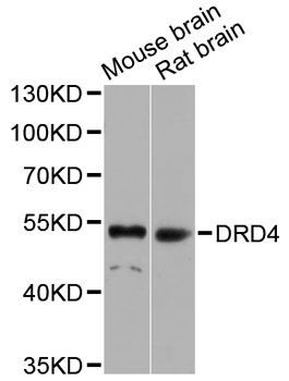 Western blot - DRD4 Polyclonal Antibody (144-01337)