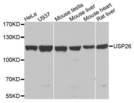 Western blot - USP26 Polyclonal Antibody (144-07999)