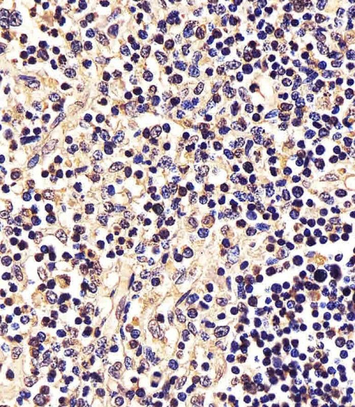 IHC-P