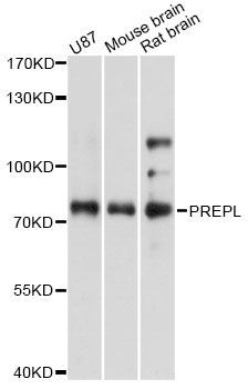 Western blot - PREPL antibody (144-60645)