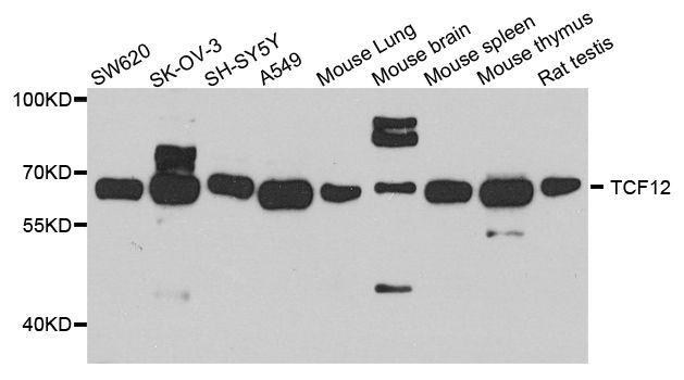 Western blot - TCF12 Polyclonal Antibody (144-04146)