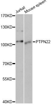 Western blot - PTPN22 antibody (144-60569)