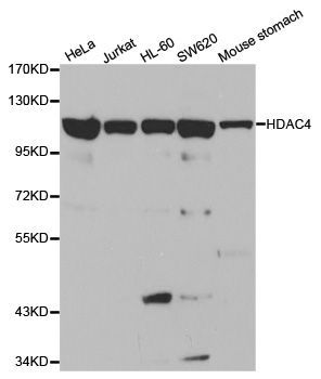 Western blot - HDAC4 Polyclonal Antibody (144-00239)