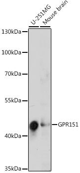 Western blot
