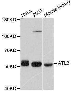 Western blot - ATL3 antibody (144-012196)