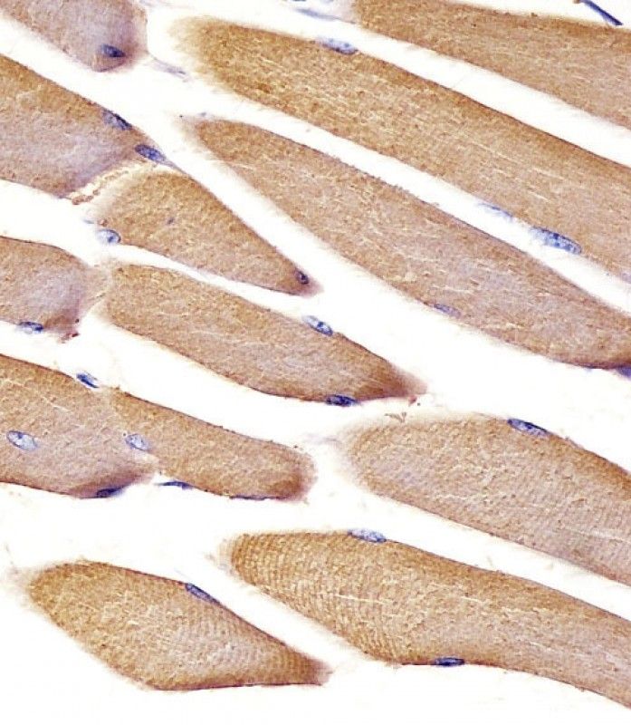 IHC-P