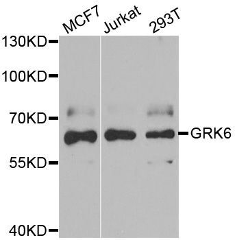 Western blot - GRK6 Polyclonal Antibody (144-06379)