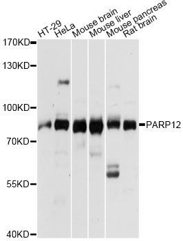 Western blot - PARP12 antibody (144-014317)