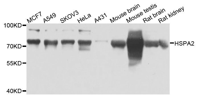 Western blot - HSPA2 antibody (144-07902)