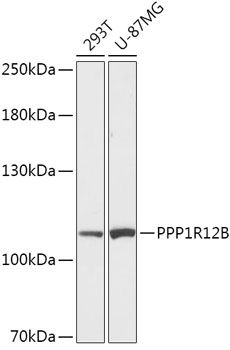 Western blot