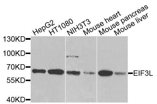 Western blot - EIF3L antibody (144-09972)