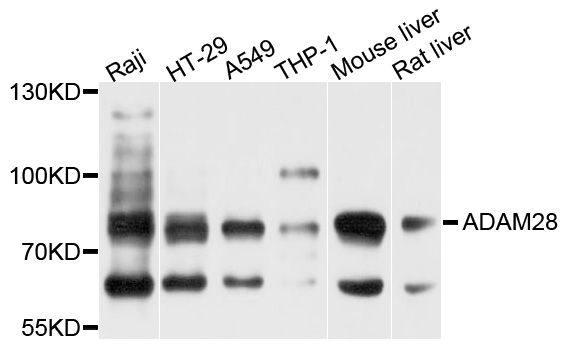 Western blot - ADAM28 antibody (144-09512)