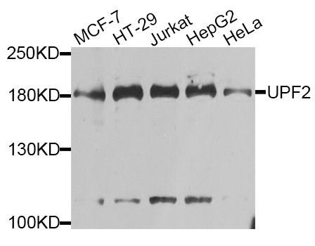 Western blot - UPF2 antibody (144-013411)