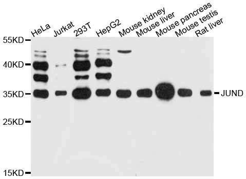 Western blot - JUND Polyclonal Antibody (144-011955)