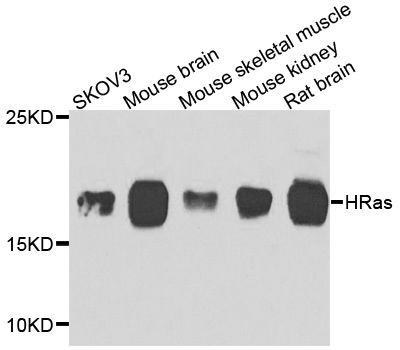 Western blot - HRas Polyclonal Antibody (144-07901)
