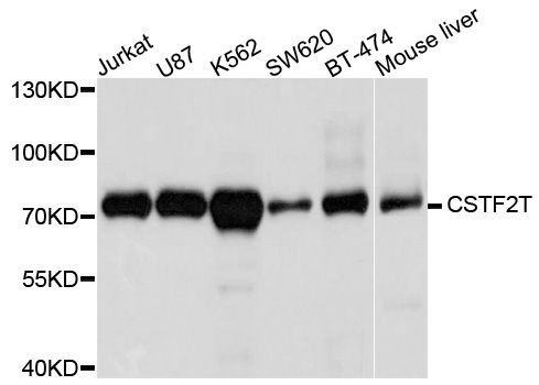 Western blot - CSTF2T antibody (144-04540)