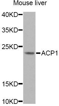 Western blot - ACP1 Antibody (144-012390)