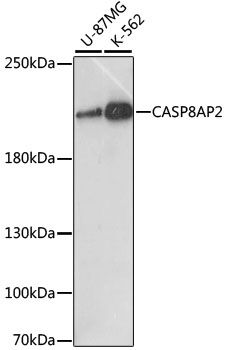 Western blot - CASP8AP2 antibody (144-015770)