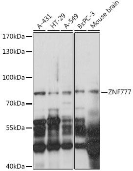 Western blot