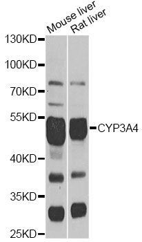 Western blot - CYP3A4 Polyclonal Antibody (144-60355)