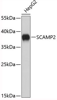 Western blot