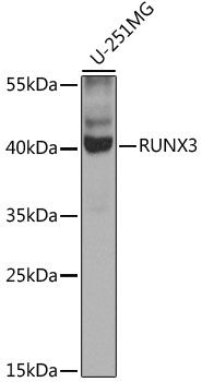 Western blot
