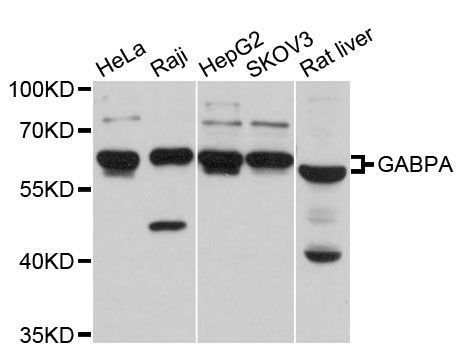 Western blot - GABPA antibody (144-12047)