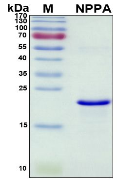 SDS-PAGE